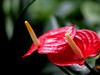 武汉植物园拍的几张花卉【续】贺“光影驹、光世界”二位好友荣任济南星空(中国)版主