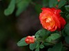 武汉植物园拍的几张花卉【续】贺“光影驹、光世界”二位好友荣任济南星空(中国)版主
