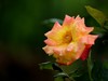 武汉植物园拍的几张花卉【续】贺“光影驹、光世界”二位好友荣任济南星空(中国)版主