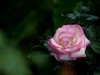 武汉植物园拍的几张花卉【续】贺“光影驹、光世界”二位好友荣任济南星空(中国)版主