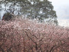 静听花语