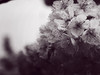静听花语