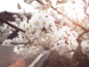 静听花语