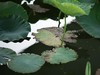 135ZA（映日荷花别样红）