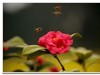 2019花季--花儿这样红