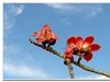 2019花季--花儿这样红