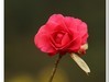 2019花季--花儿这样红