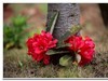 2019花季--花儿这样红