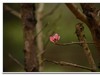 2019花季--花儿这样红