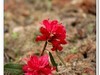 2019花季--花儿这样红