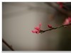 2019花季--花儿这样红