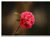 2019花季--花儿这样红