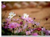 2019花季--花儿这样红