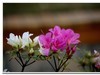 2019花季--花儿这样红