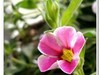 2019花季--花儿这样红