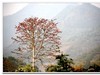 2019花季--花儿这样红