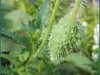 邻居家的鲜花今晨二开！（华为手机随拍）