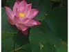 手机拍荷花—-  够得着就拍  够不到就不勉强拍