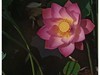 手机拍荷花—-  够得着就拍  够不到就不勉强拍