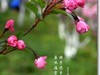 垂丝海棠  续一
