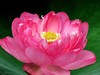 荷花飘香