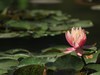 睡莲  2