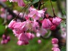 垂丝海棠 续三