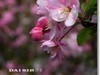 垂丝海棠 续三