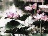一组荷花