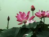 一组荷花