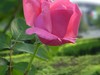 月季花2