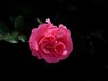 月季花2