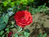 月季花2