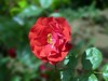 月季花2