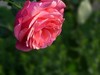 月季花2