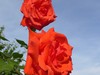 月季花2
