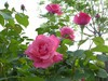 月季花2