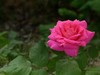 月季花2