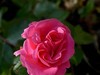 月季花2