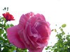 月季花2