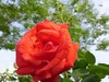 月季花2