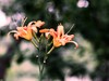 一组花