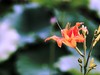 一组花