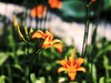 一组花