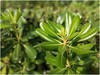Axon双摄像头特点之—背景虚化