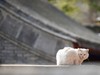 猫---大觉寺