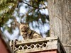 猫---大觉寺