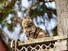 猫---大觉寺