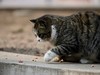 猫---大觉寺