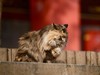 猫---大觉寺